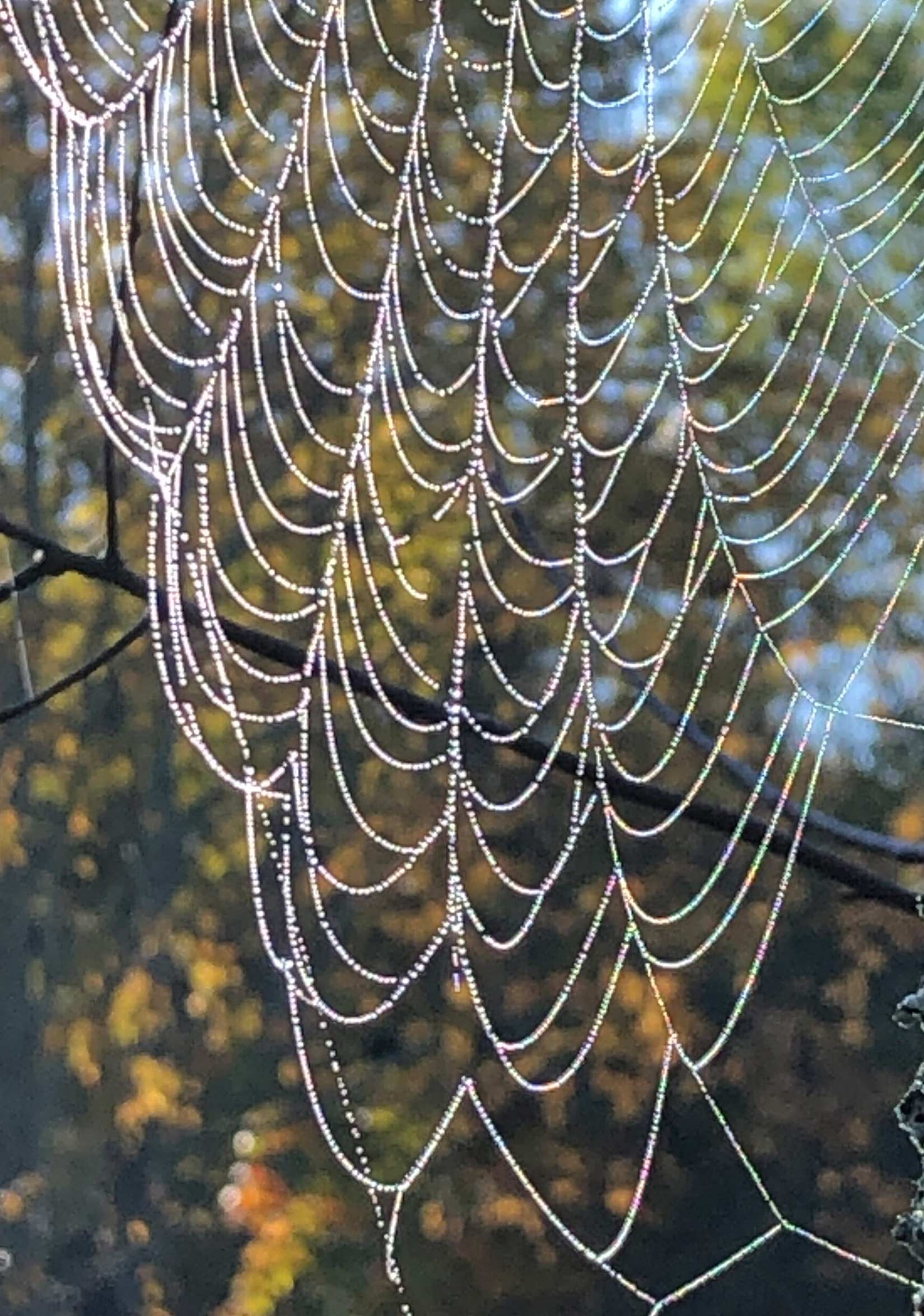 Nature’s Bling
