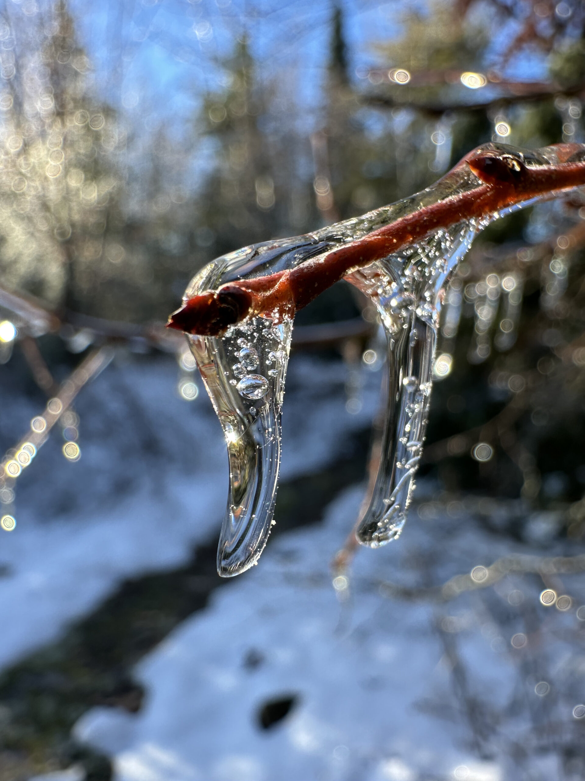 Frozen twig