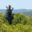 Pine Tree in deciduous forest