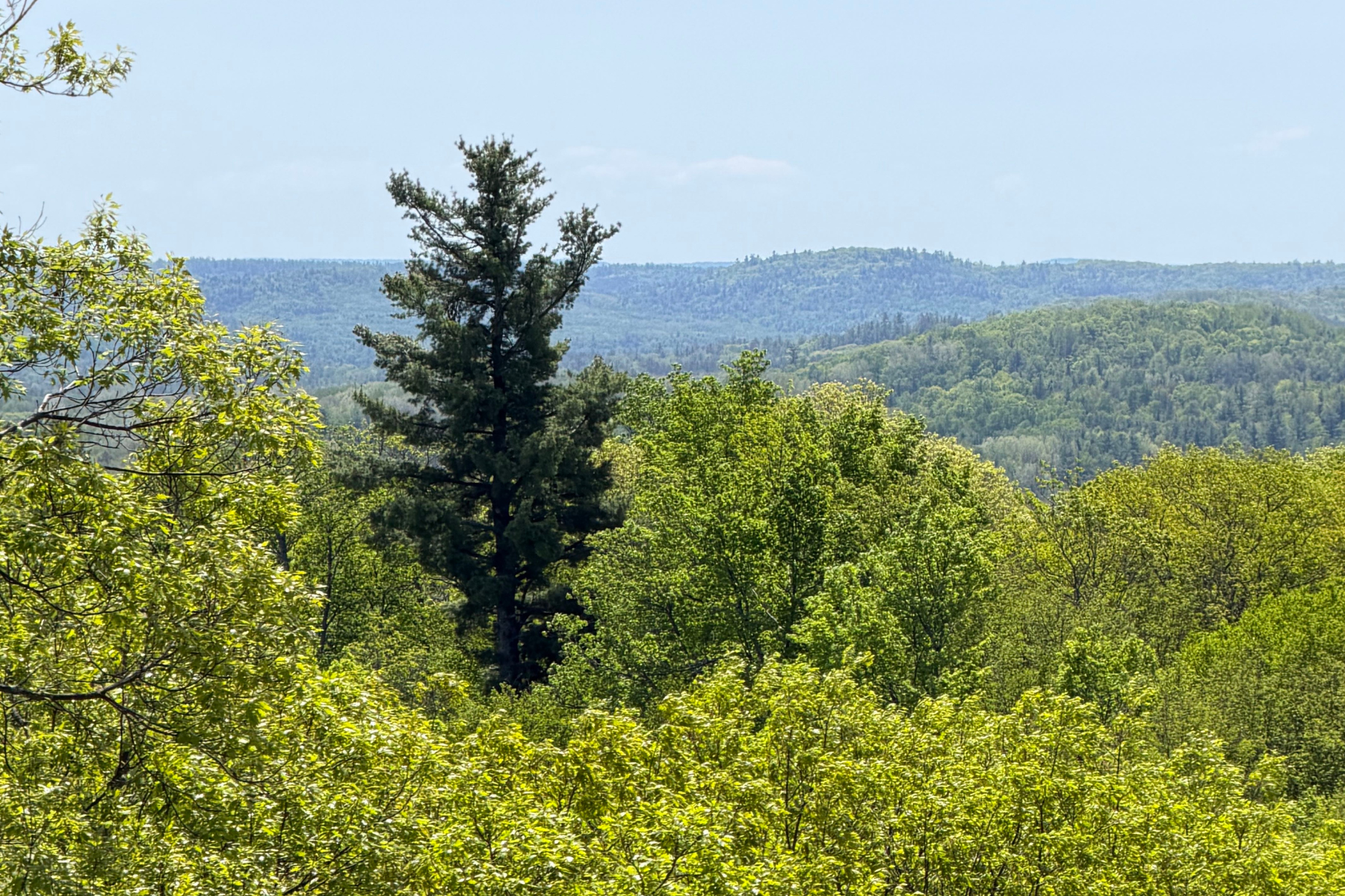Pine Tree in deciduous forest