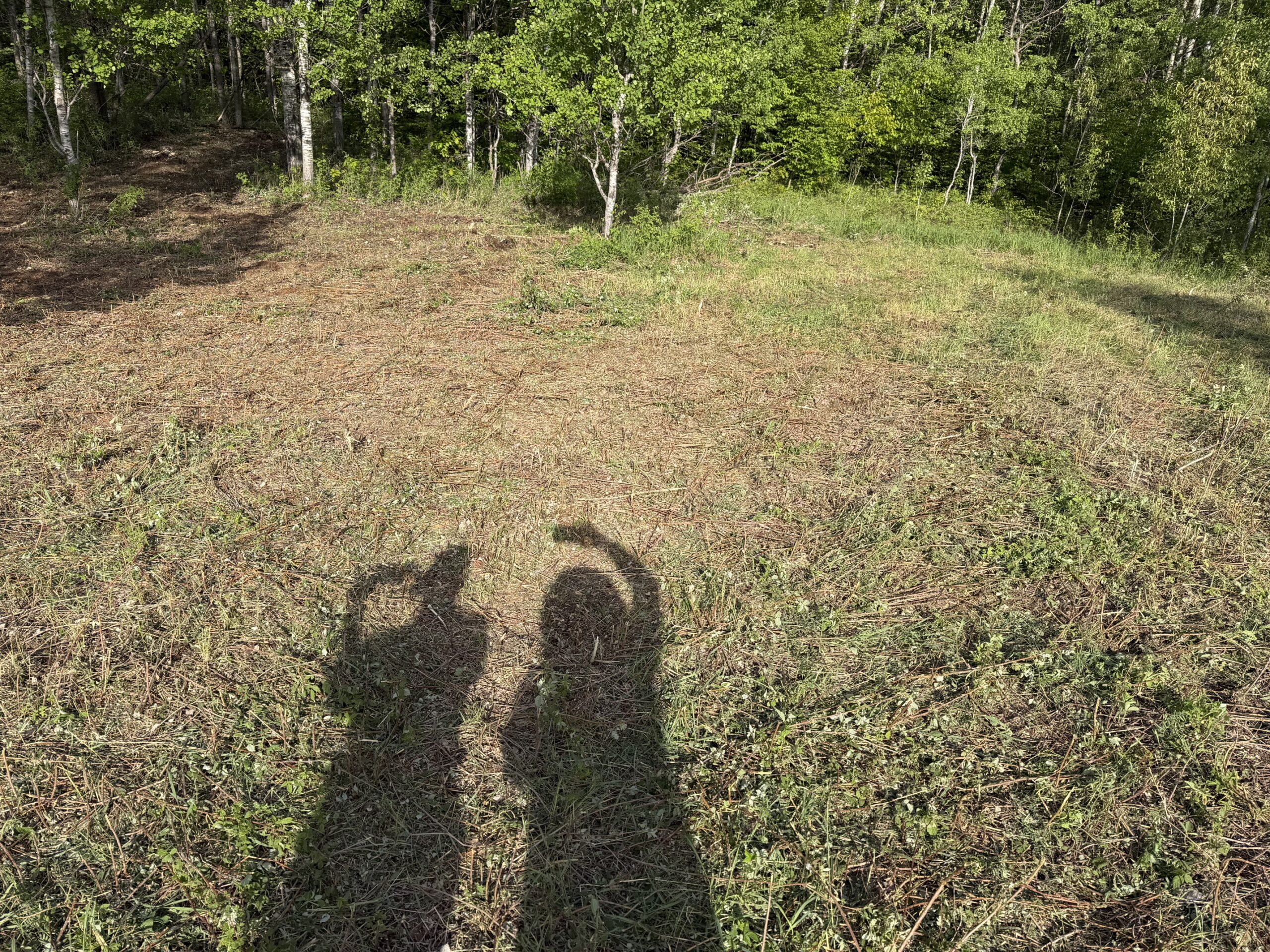 Shadows in a clearing